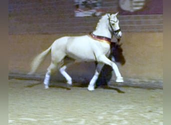 German Riding Pony, Stallion, 9 years, 14.2 hh, Palomino