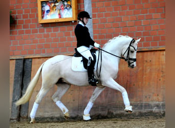 Poni alemán, Semental, 9 años, 148 cm, Palomino