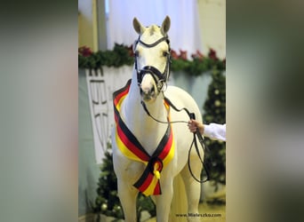 Poni alemán, Semental, 9 años, 148 cm, Palomino