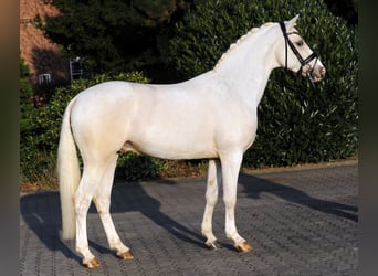 Pony tedesco, Stallone, 11 Anni, 148 cm, Palomino