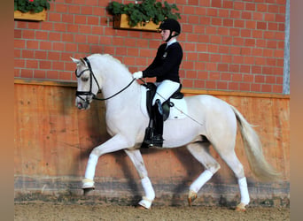 Pony tedesco, Stallone, 11 Anni, 148 cm, Palomino