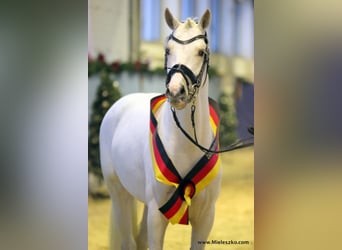 Pony tedesco, Stallone, 11 Anni, 148 cm, Palomino