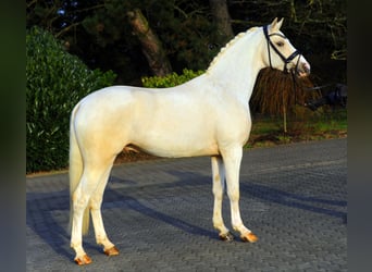 Pony tedesco, Stallone, 11 Anni, 148 cm, Palomino