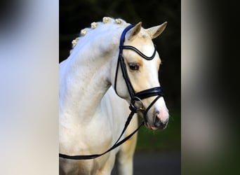 Pony tedesco, Stallone, 11 Anni, 148 cm, Palomino