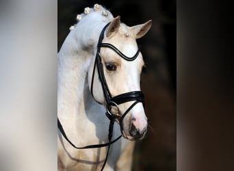 Pony tedesco, Stallone, 11 Anni, 148 cm, Palomino
