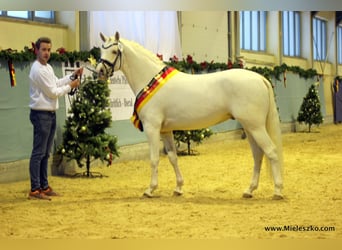 Pony tedesco, Stallone, 11 Anni, 148 cm, Palomino