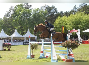 Caballo de salto Oldenburgo, Semental, 19 años, 168 cm, Alazán