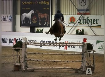 Caballo de salto Oldenburgo, Semental, 19 años, 168 cm, Alazán