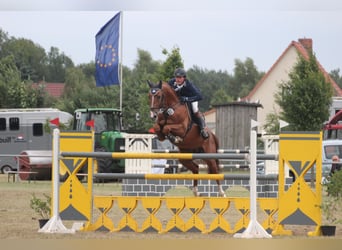 Caballo de salto Oldenburgo, Semental, 19 años, 168 cm, Alazán