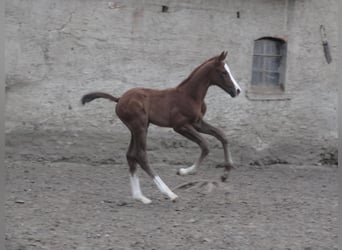 Oldenburg-International (OS), Stallion, 19 years, 16.1 hh, Chestnut-Red