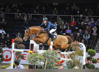 Oldenburger Springpaard, Hengst, 19 Jaar, 168 cm, Vos