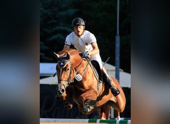 Oldenburger Springpferd, Hengst, 20 Jahre, 168 cm, Fuchs