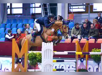Oldenburger Springpferd, Hengst, 20 Jahre, 168 cm, Fuchs