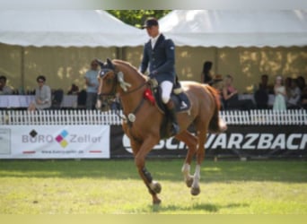 Oldenburger Springpferd, Hengst, 20 Jahre, 168 cm, Fuchs