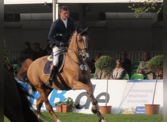 Oldenburger Springpferd, Hengst, 20 Jahre, 168 cm, Fuchs