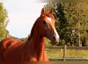 Oldenburger Springpferd, Hengst, 20 Jahre, 168 cm, Fuchs