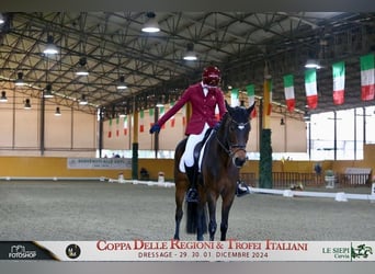 German Classic Pony, Gelding, 14 years, 14.1 hh, Brown