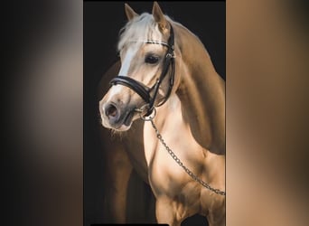 German Classic Pony, Gelding, 15 years, 13.1 hh, Palomino