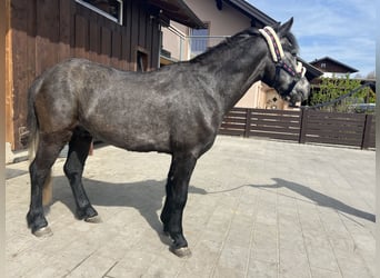German Classic Pony, Gelding, 4 years, 13.1 hh