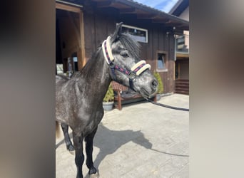 German Classic Pony, Gelding, 4 years, 13.1 hh