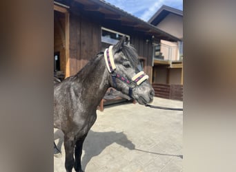 German Classic Pony, Gelding, 4 years, 13.1 hh