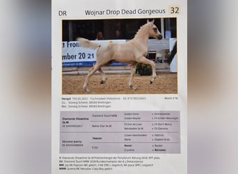 German Classic Pony, Gelding, 4 years, 14.2 hh, Palomino