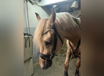 German Classic Pony, Gelding, 4 years, 14.2 hh, Palomino