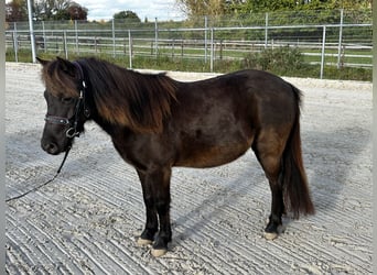 German Classic Pony, Gelding, 5 years, 10.3 hh, Smoky-Black