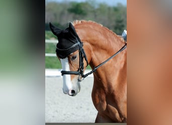 German Classic Pony, Gelding, 6 years, 14.2 hh, Chestnut-Red