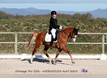 German Classic Pony, Gelding, 6 years, 14.2 hh, Chestnut-Red