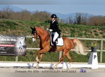 German Classic Pony, Gelding, 6 years, 14.2 hh, Chestnut-Red
