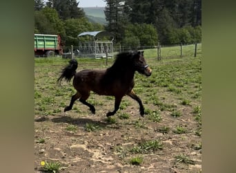 German Classic Pony, Mare, 10 years, 10.1 hh, Brown