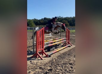 German Classic Pony, Mare, 19 years, 13.3 hh, Pinto