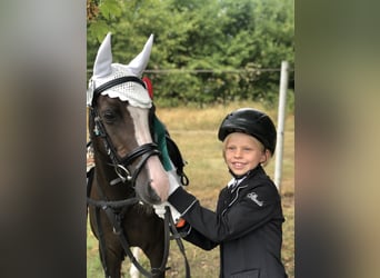 German Classic Pony, Mare, 21 years, 12.1 hh, Chestnut