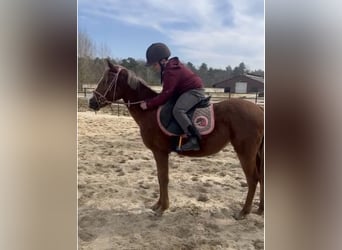 German Classic Pony, Mare, 3 years, 13,1 hh, Chestnut-Red