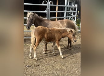 German Classic Pony, Mare, Foal (05/2023), 10.2 hh, Chestnut