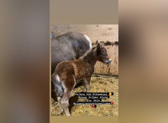 German Classic Pony, Mare, Foal (05/2023), 10.2 hh, Chestnut