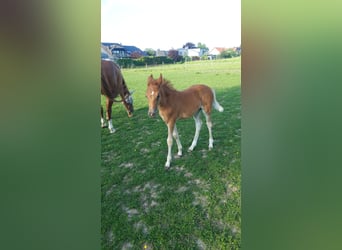 German Classic Pony, Mare, Foal (04/2024), Chestnut-Red