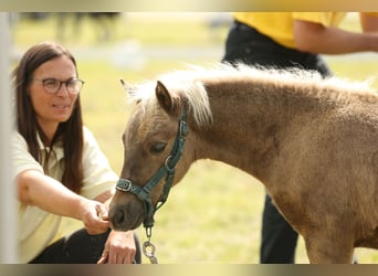 German Classic Pony, Stallion, 1 year, 10,2 hh, Chestnut