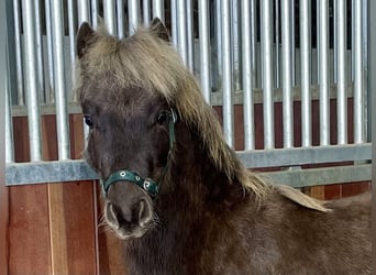 German Classic Pony, Stallion, 1 year, 10.2 hh, Chestnut