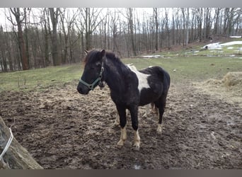 German Classic Pony Mix, Stallion, 2 years, 13.1 hh, Pinto