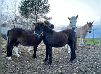 German Classic Pony, Stallion, Foal (05/2025), 10,2 hh, Leopard-Piebald