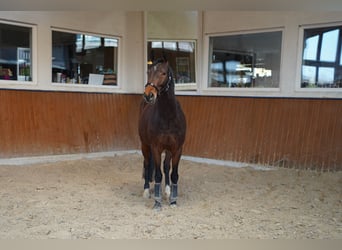 German Noble Blood, Gelding, 5 years, 15,1 hh