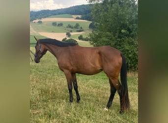 German Noble Blood, Mare, 3 years, 16.2 hh, Brown
