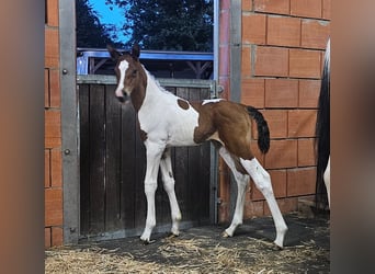 German Noble Blood, Stallion, Foal (07/2026), 15.2 hh, Tobiano-all-colors