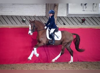 German Riding Horse, Gelding, 10 years, 14 hh, Chestnut