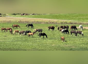 German Riding Horse, Gelding, 10 years, 15.2 hh, Brown