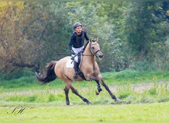 German Riding Horse, Gelding, 10 years, 15.2 hh, Buckskin