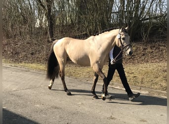 German Riding Horse, Gelding, 10 years, 15.2 hh, Buckskin