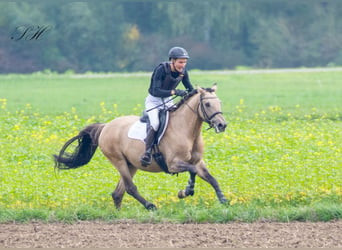 German Riding Horse, Gelding, 10 years, 15.2 hh, Buckskin